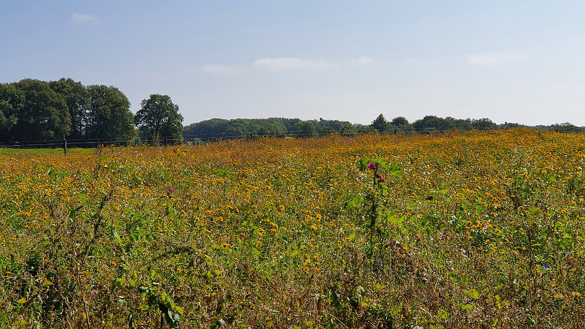 Mander Heide [17662] 04-sep-2021 (Mander, Mander Heide).jpg - Mander Heide